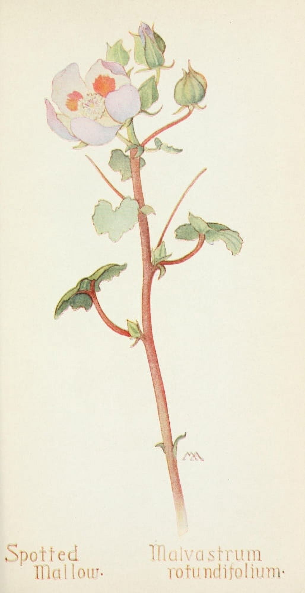 Western Wild Flowers 1915 Spotted Mallow Canvas Art - M Armstrong (18 x 24)