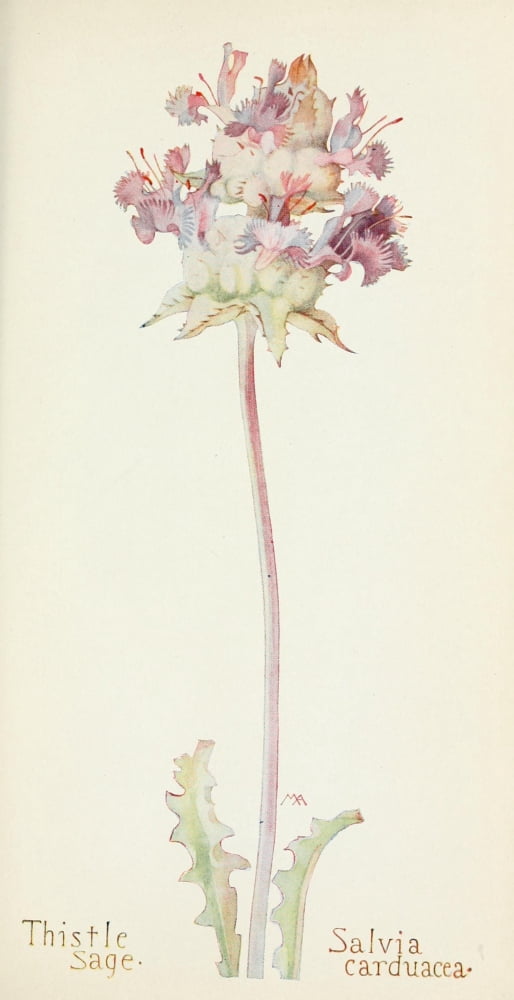Western Wild Flowers 1915 Thistle Sage Canvas Art - M Armstrong (18 x 24)