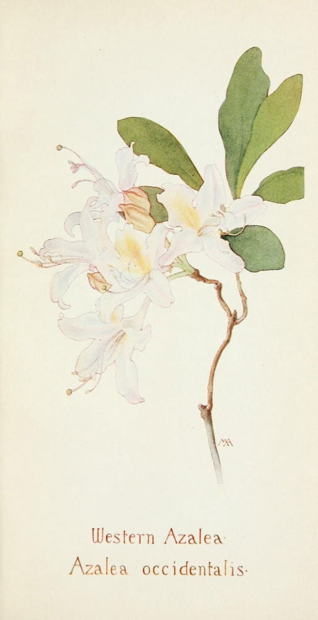 Western Wild Flowers 1915 Western Azalea Canvas Art - M Armstrong (18 x 24)