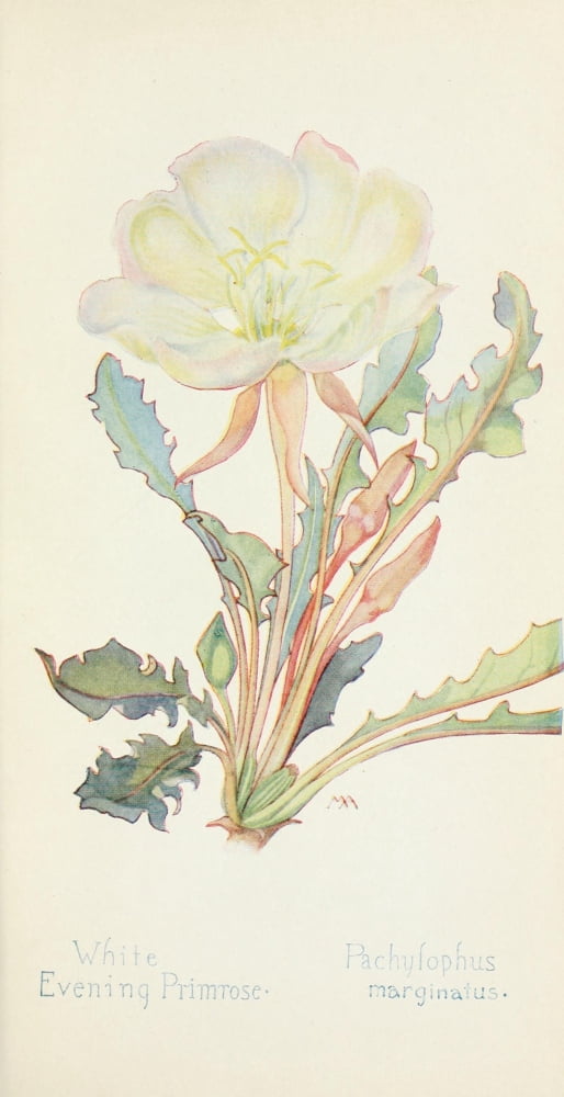 Western Wild Flowers 1915 White Evening Primrose Canvas Art - M Armstrong (18 x 24)