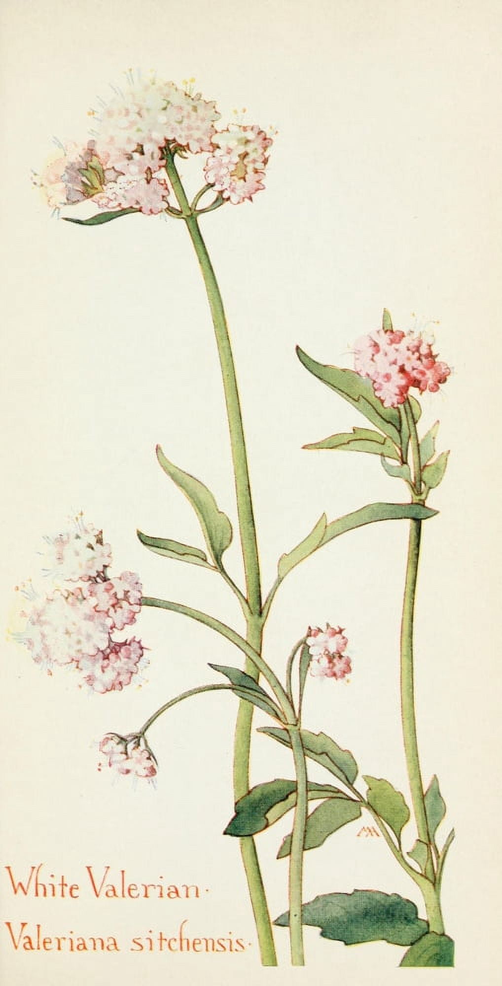 Western Wild Flowers 1915 White Valerian Canvas Art - M Armstrong (18 x 24)