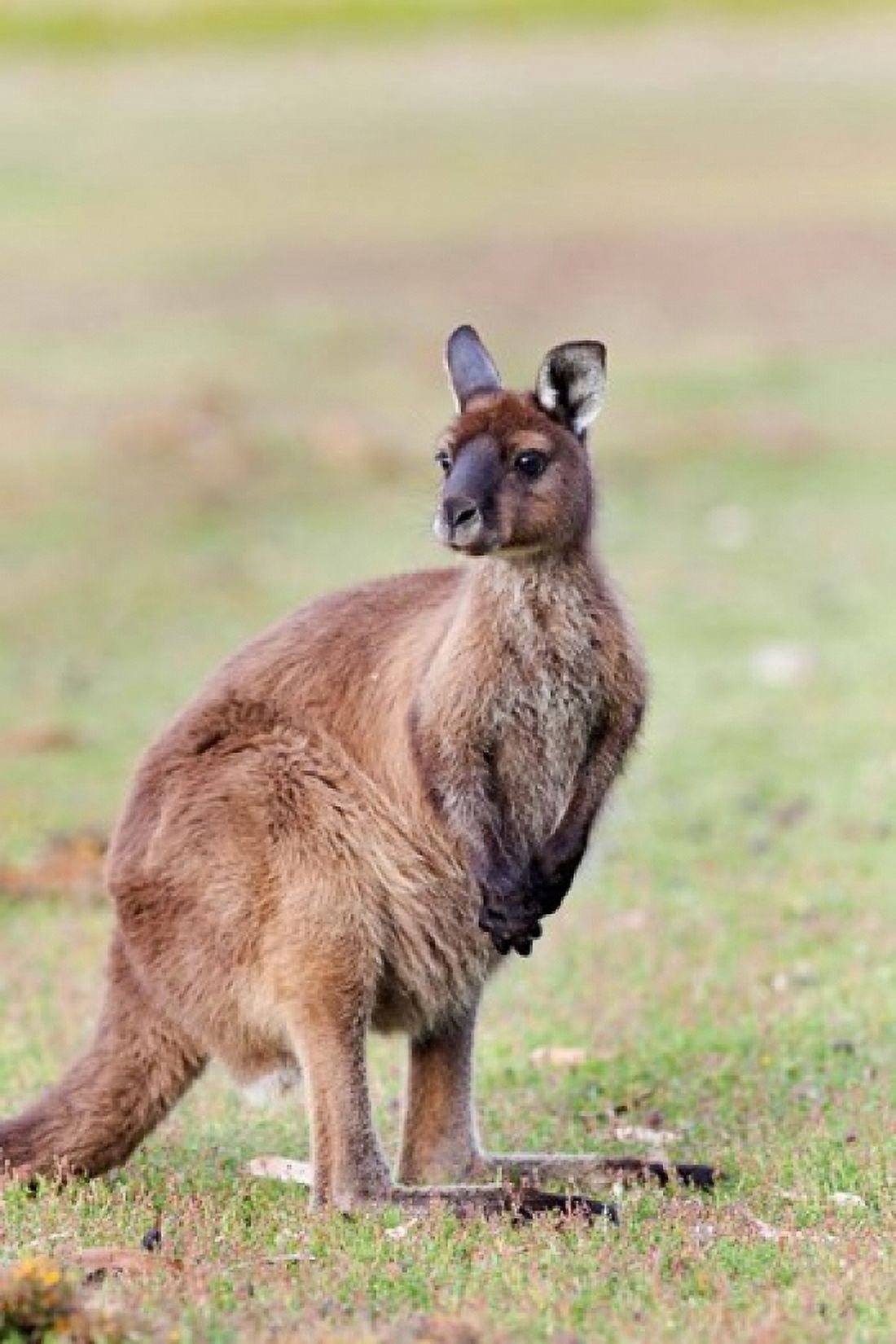 Western grey kangaroo Australia Canvas Art - Martin Zwick DanitaDelimont (19 x 29)