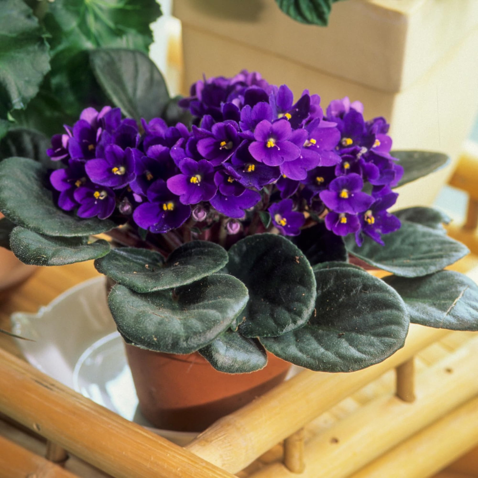 Westpark Flowers Floral Concepts African Violet Saintpaulia