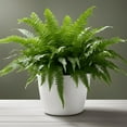 Westpark Flowers Floral Concepts Boston Fern