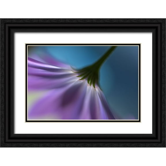 Westum, Heidi 14x11 Black Ornate Wood Framed with Double Matting Museum Art Print Titled - Bright Marguerites