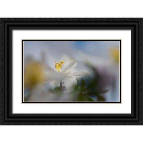 Westum, Heidi 18x13 Black Ornate Wood Framed with Double Matting Museum Art Print Titled - Anemone Nemorosa