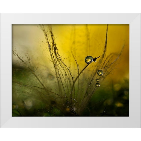 Westum, Heidi 32x26 White Modern Wood Framed Museum Art Print Titled - A Golden Morning Shower
