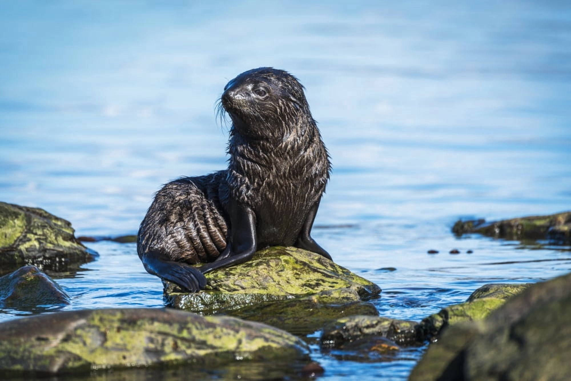 Wet Antarctic fur seal (Arctocephalus gazella) pup sitting on rock at the waters edge Antarctica Canvas Art - Nick Dale Design Pics (19 x 12)