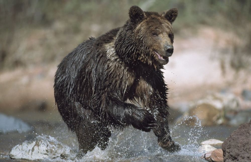Wet Grizzly Bear Running In Stream Canvas Art - David Ponton Design Pics (19 x 12)