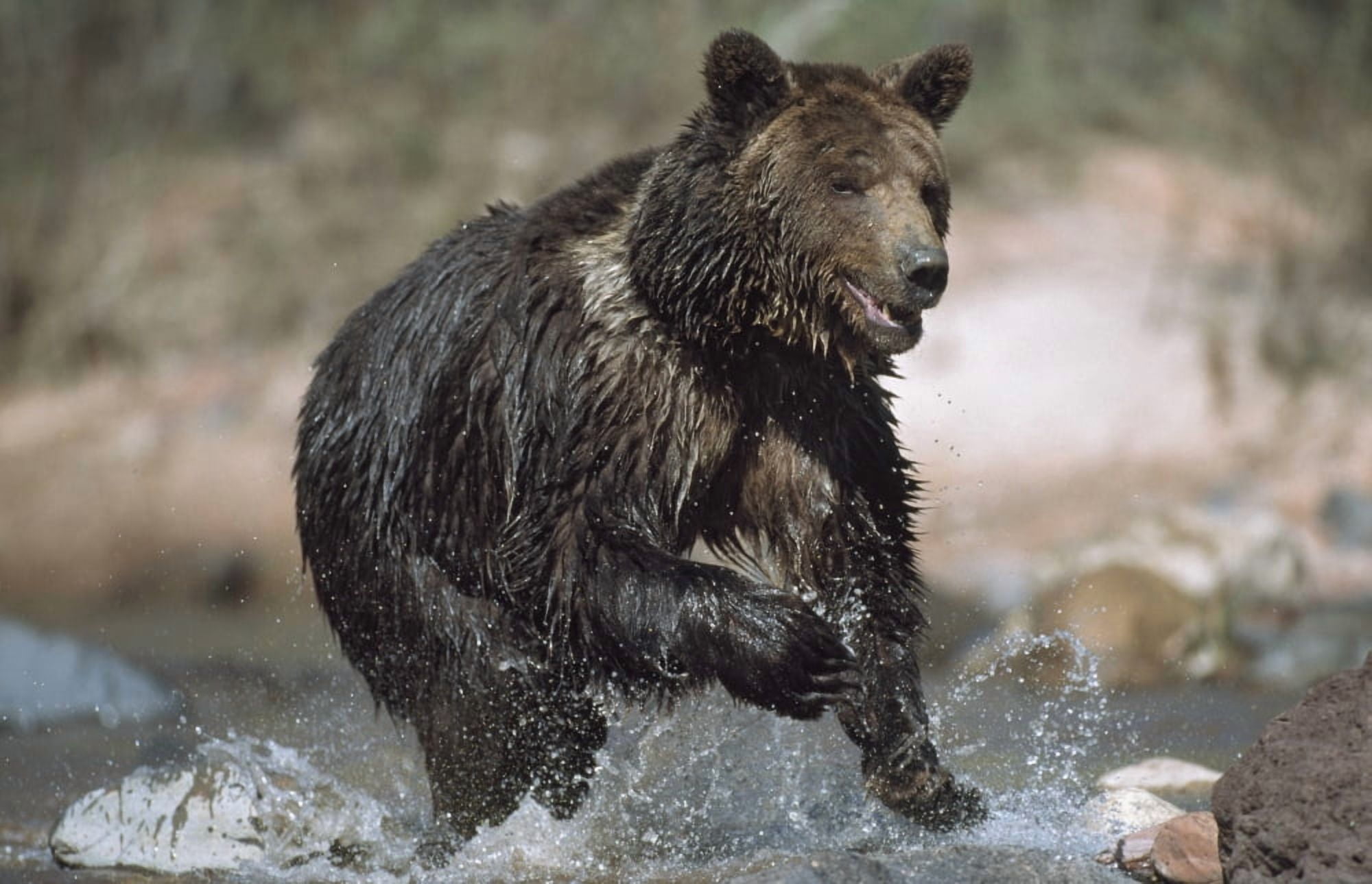 Wet Grizzly Bear Running In Stream Canvas Art - David Ponton Design Pics (38 x 24)