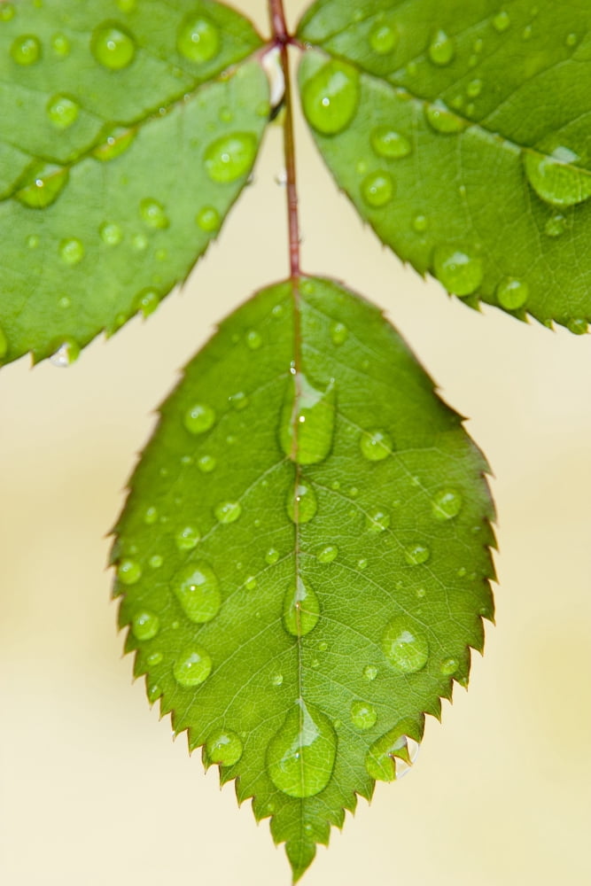 Wet Leaves Winnipeg Canada Canvas Art - Mirek Weichsel Design Pics (22 x 34)