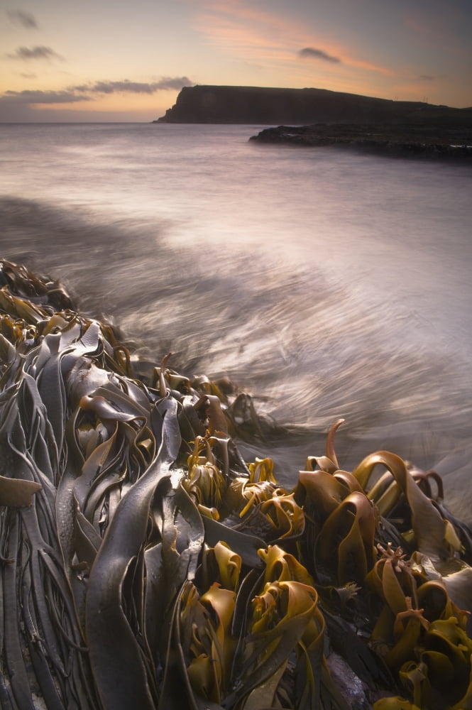 Wet Seaweed Along The Shore Curio Bay South Island New Zealand Canvas Art - David DuChemin  Design Pics (12 x 19)