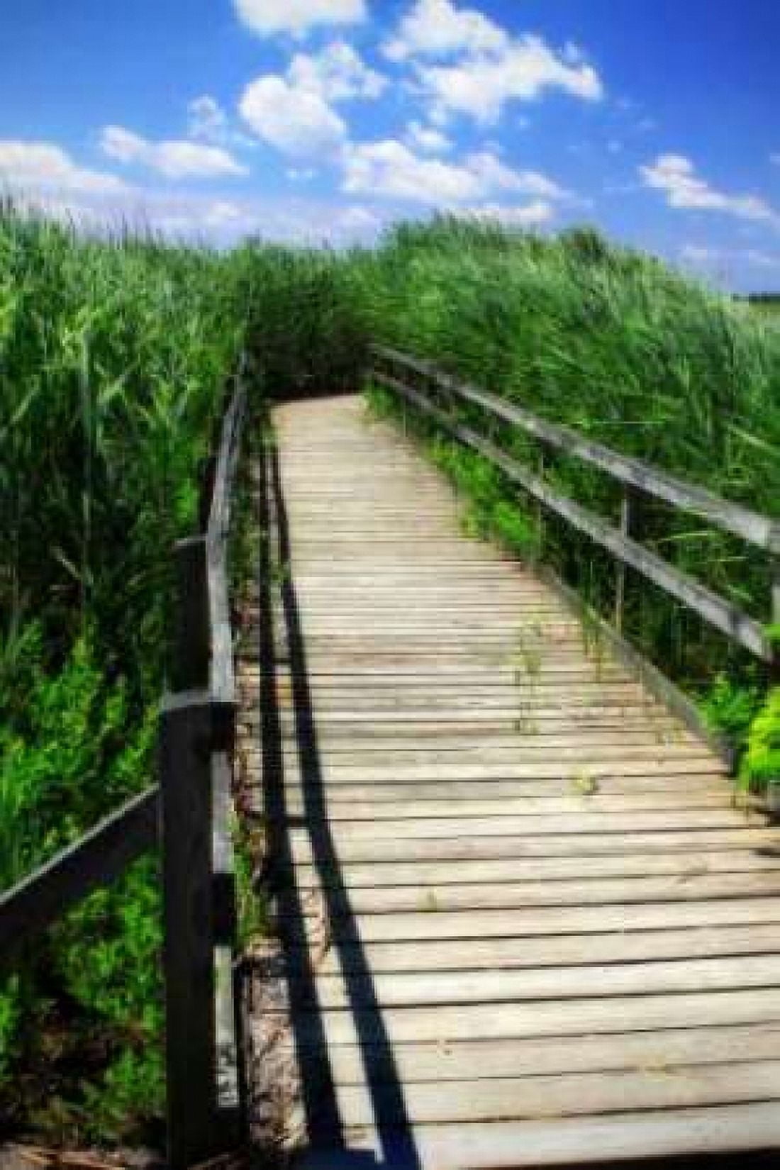Wetland Walkway I Canvas Art - Alan Hausenflock (20 x 28)