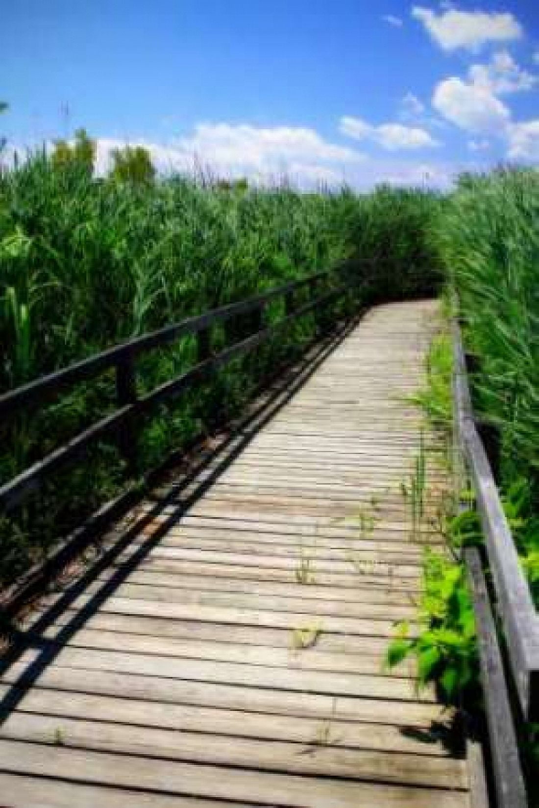 Wetland Walkway II Canvas Art - Alan Hausenflock (20 x 28)