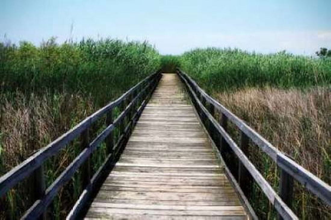 Wetland Walkway III Canvas Art - Alan Hausenflock (20 x 28)