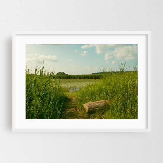 Wetland at Lions Park, Niskayuna 02 - New York Photography White Framed Wall Art Print 16 x 24 inches