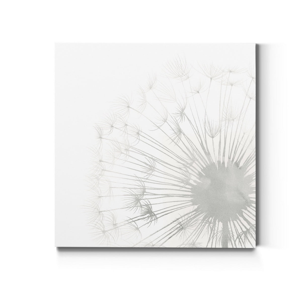 Dandelion Whisper II Premium 16x16 Gray and White Canvas Art