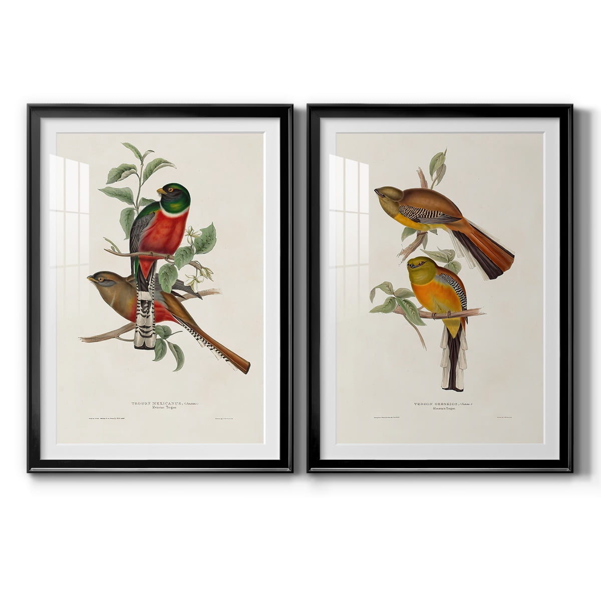 Wexford Home Elegant Trogons I Premium Framed Print, 18.5" x 24.5" - Ready to Hang, Black (Set of 2)