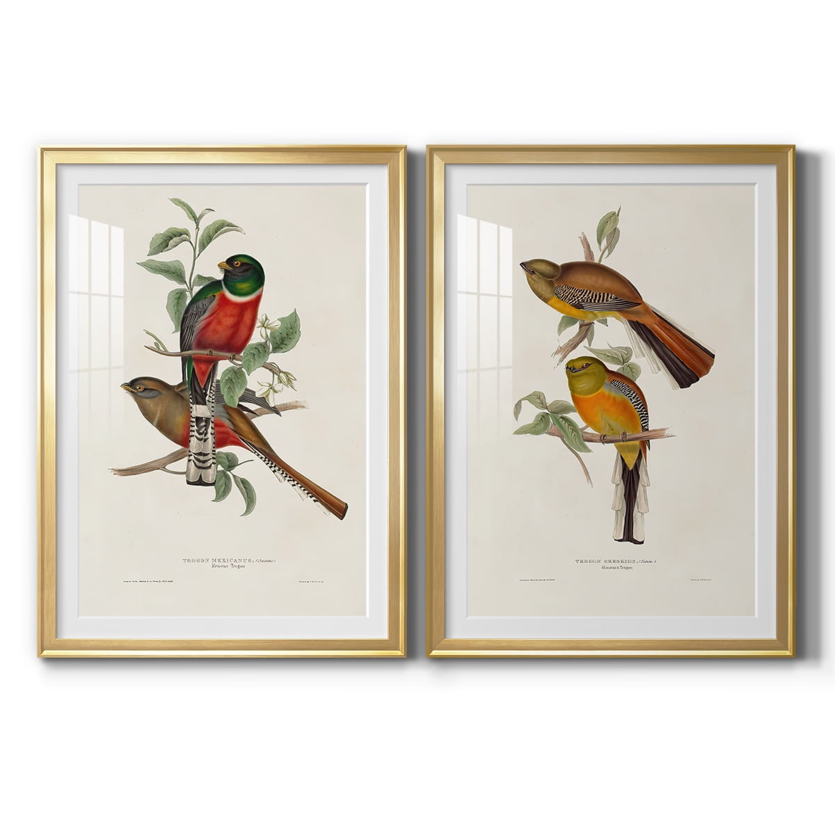 Wexford Home Elegant Trogons I Premium Framed Print, 30.5" x 42.5" - Ready to Hang, Gold (Set of 2)
