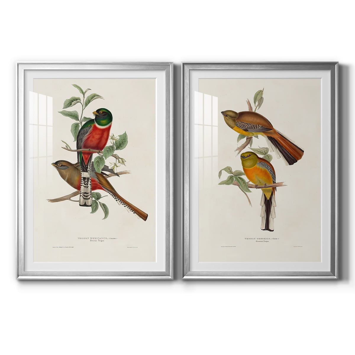 Wexford Home Elegant Trogons I Premium Framed Print, 30.5" x 42.5" - Ready to Hang, Silver (Set of 2)