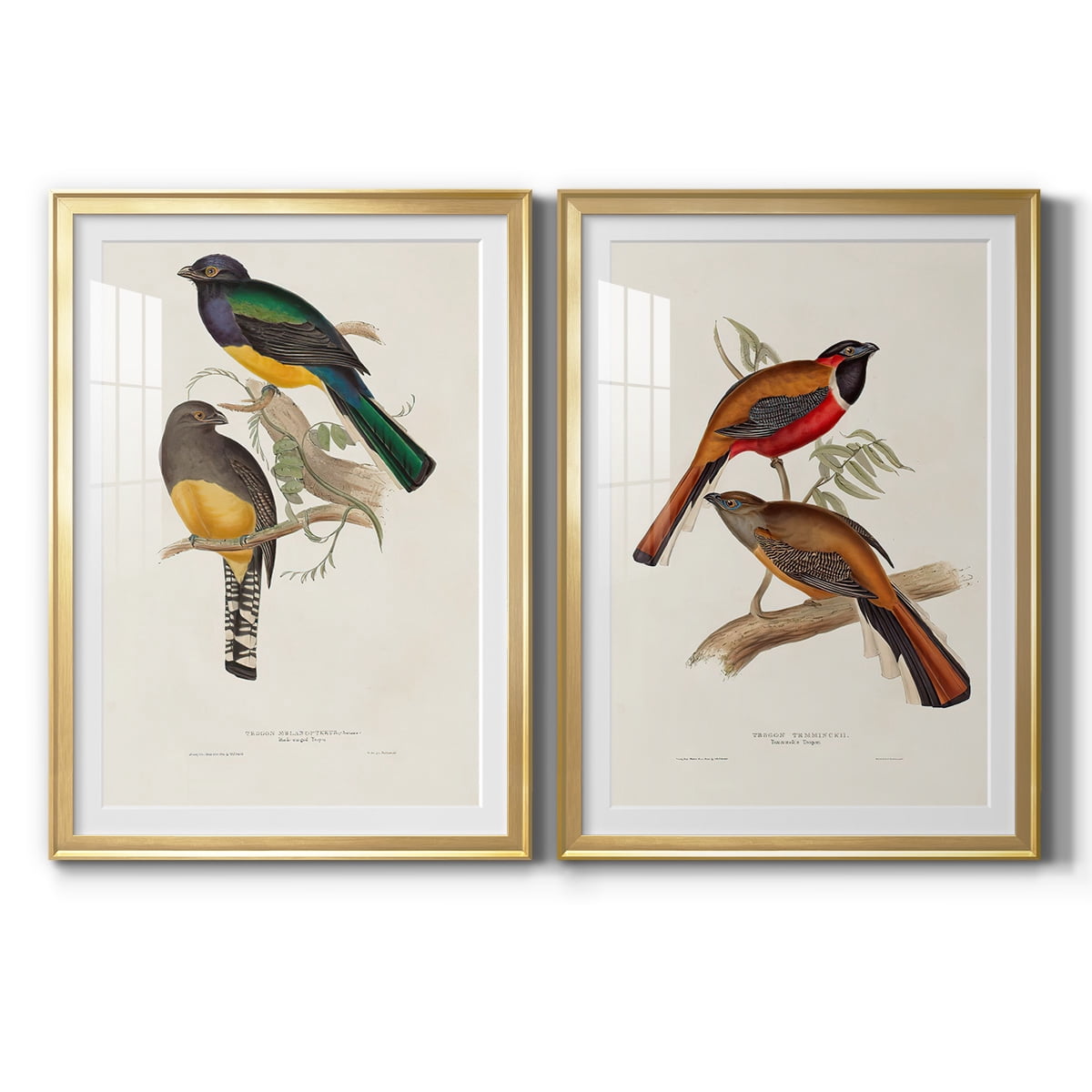 Wexford Home Elegant Trogons III Premium Framed Print, 22.5" x 30.5" - Ready to Hang, Gold (Set of 2)