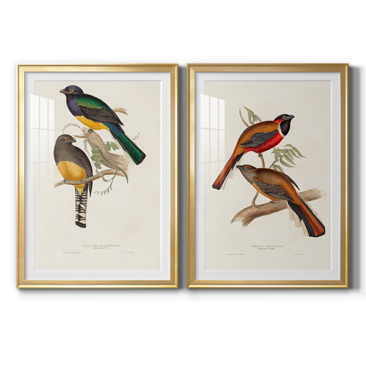 Wexford Home Elegant Trogons III Premium Framed Print, 26.5" x 36.5" - Ready to Hang, Gold (Set of 2)