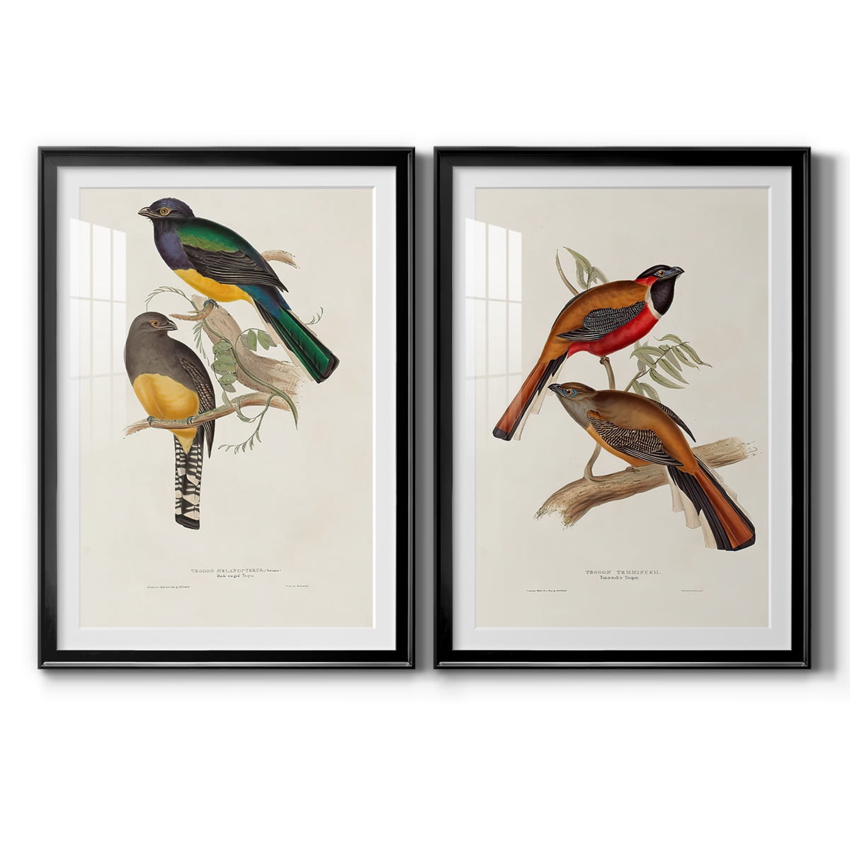 Wexford Home Elegant Trogons III Premium Framed Print, 30.5" x 42.5" - Ready to Hang, Black (Set of 2)