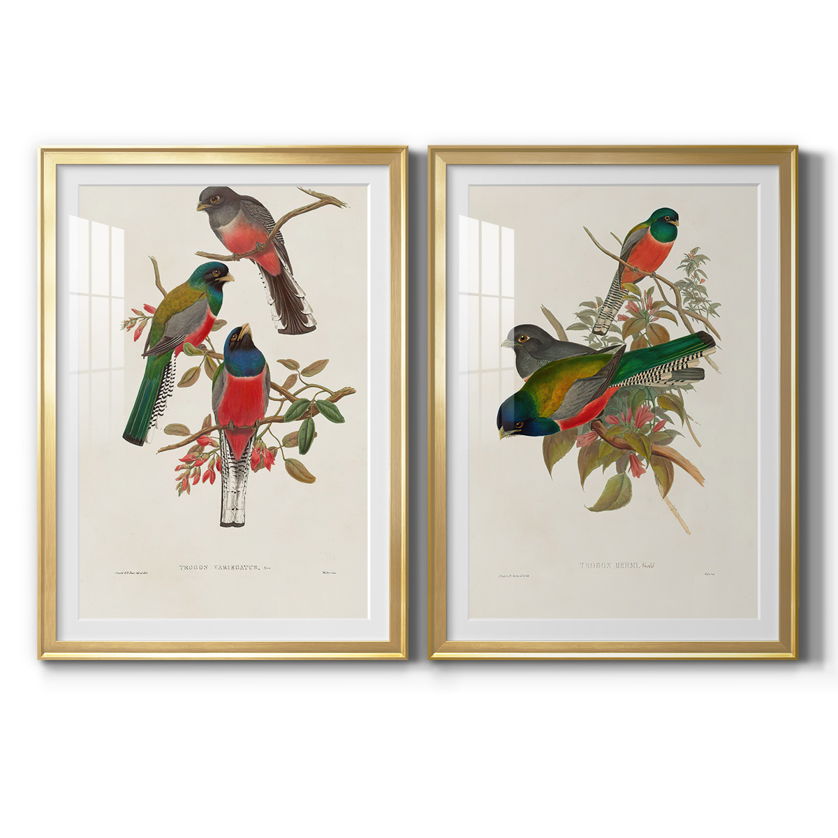 Wexford Home Elegant Trogons IX Premium Framed Print, 18.5" x 24.5" - Ready to Hang, Gold (Set of 2)