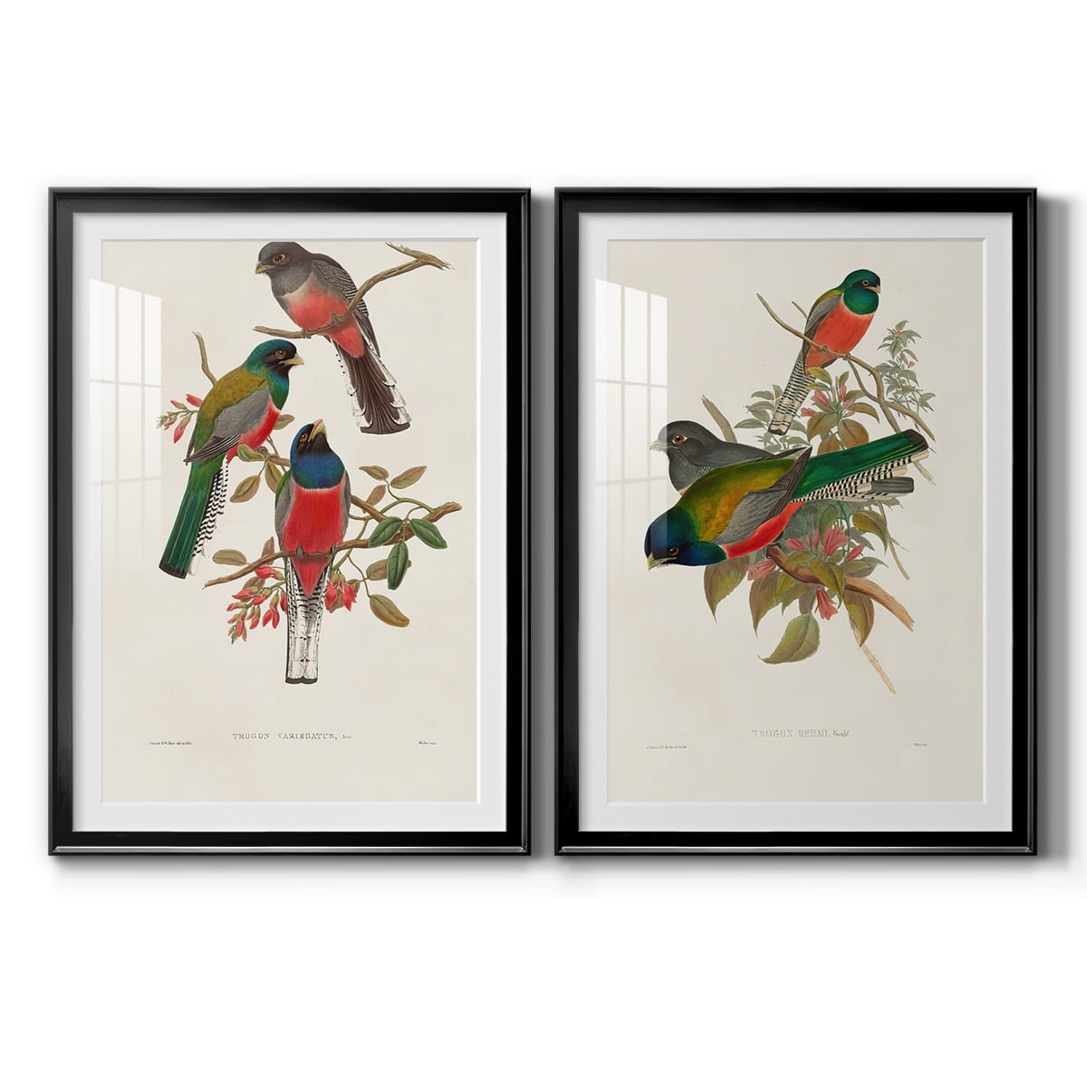 Wexford Home Elegant Trogons IX Premium Framed Print, 26.5" x 36.5" - Ready to Hang, Black (Set of 2)