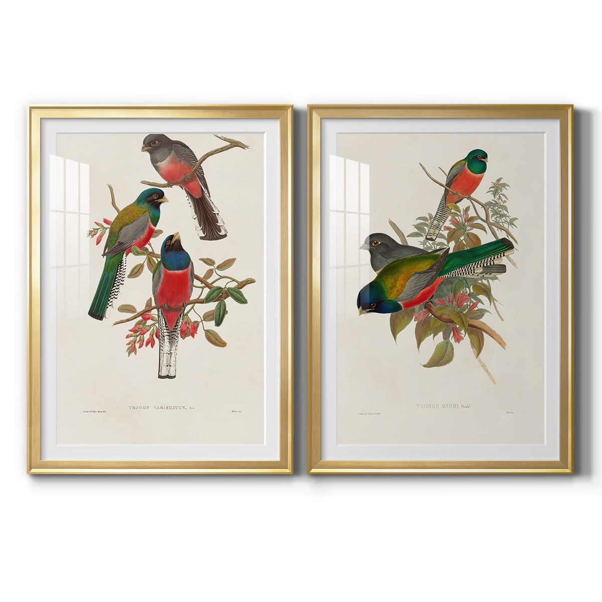 Wexford Home Elegant Trogons IX Premium Framed Print, 26.5" x 36.5" - Ready to Hang, Gold (Set of 2)
