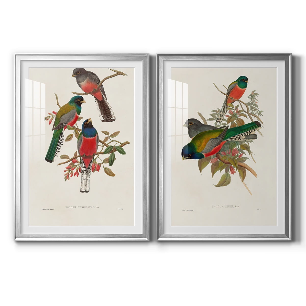 Wexford Home Elegant Trogons IX Premium Framed Print, 30.5" x 42.5" - Ready to Hang, Silver (Set of 2)