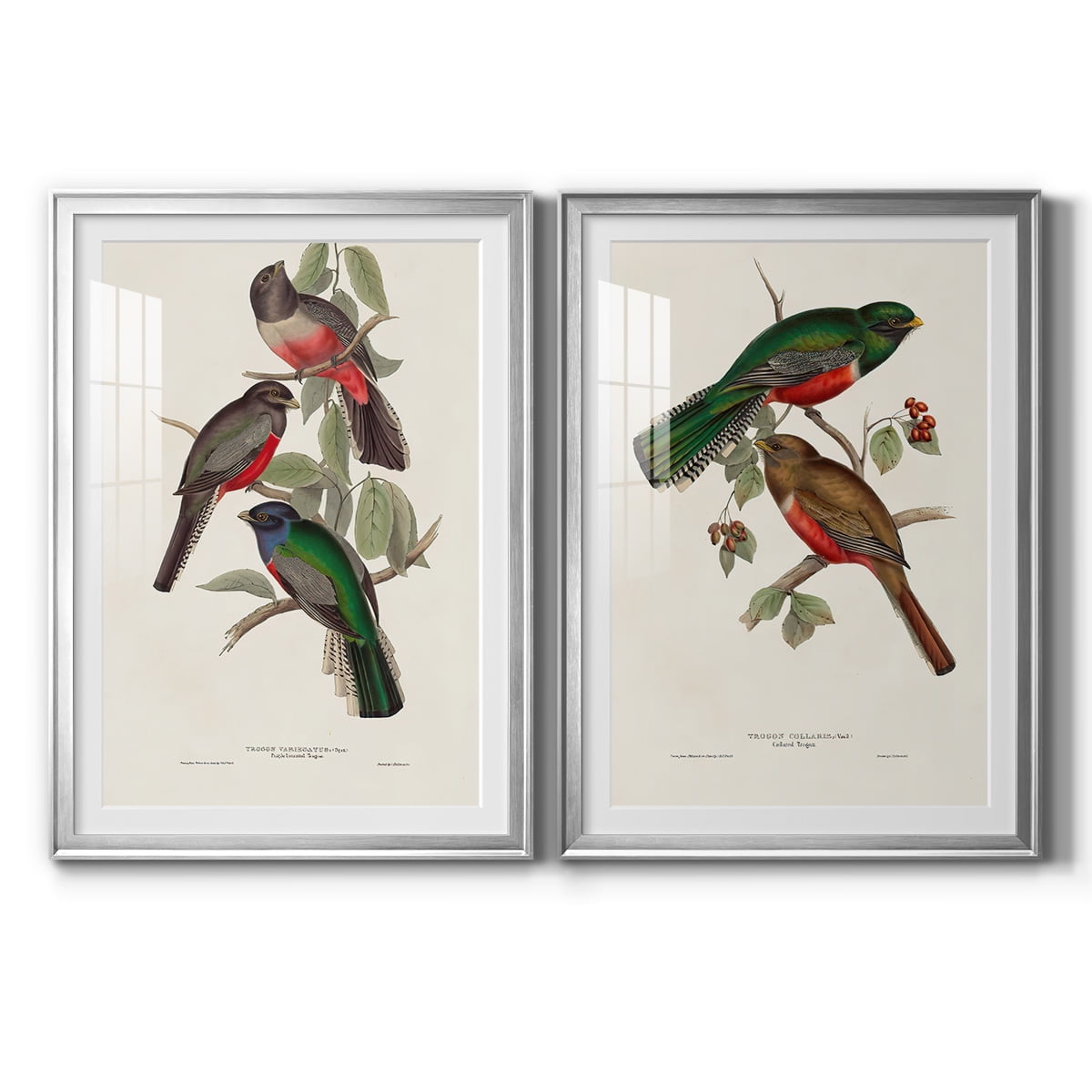 Wexford Home Elegant Trogons V Premium Framed Print, 18.5" x 24.5" - Ready to Hang, Silver (Set of 2)
