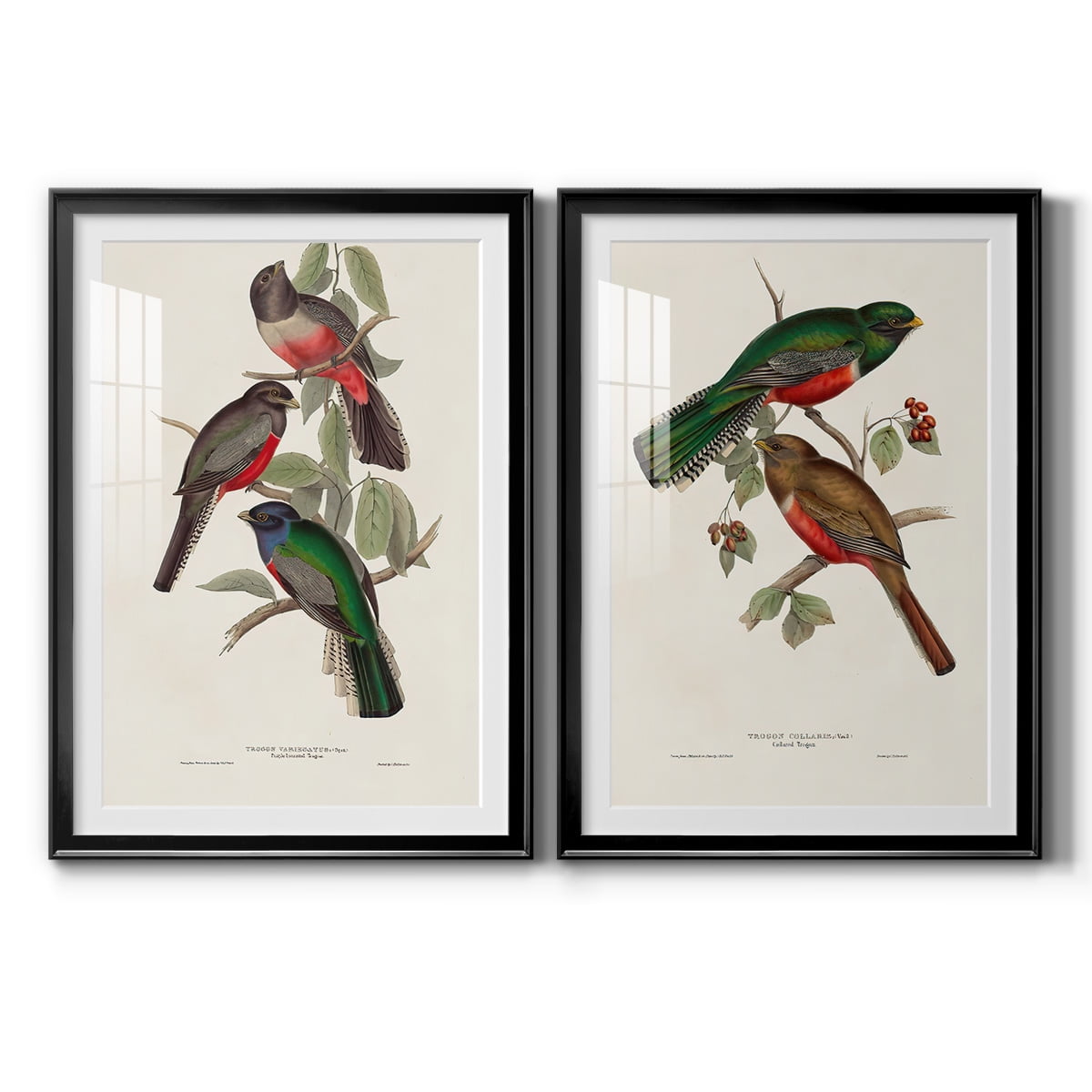 Wexford Home Elegant Trogons V Premium Framed Print, 22.5" x 30.5" - Ready to Hang, Black (Set of 2)