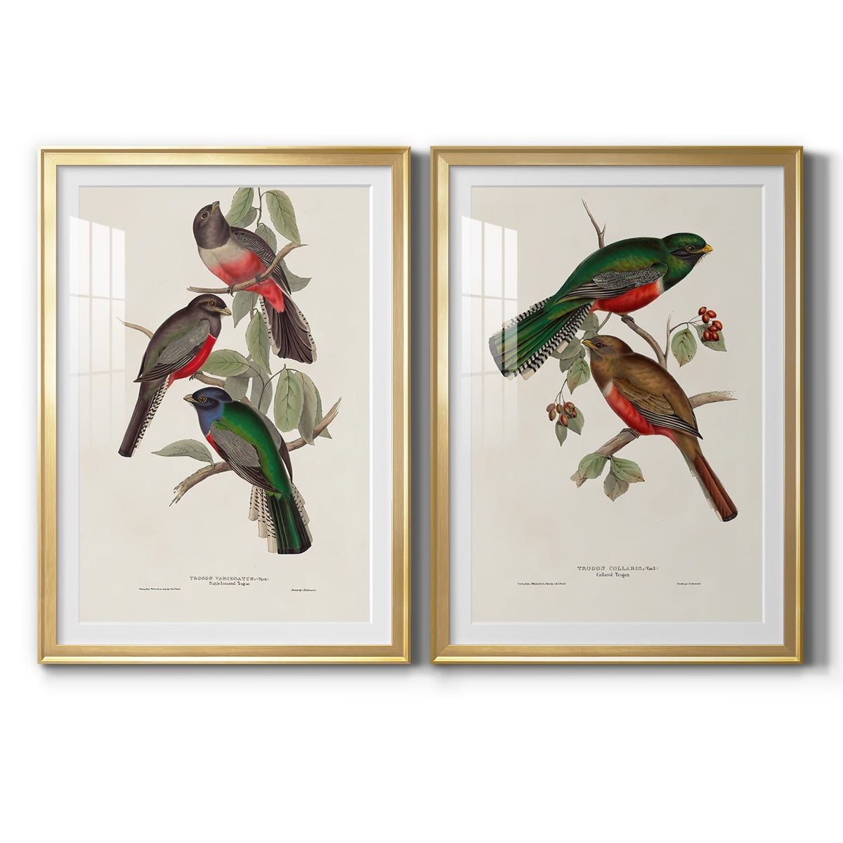 Wexford Home Elegant Trogons V Premium Framed Print, 26.5" x 36.5" - Ready to Hang, Gold (Set of 2)