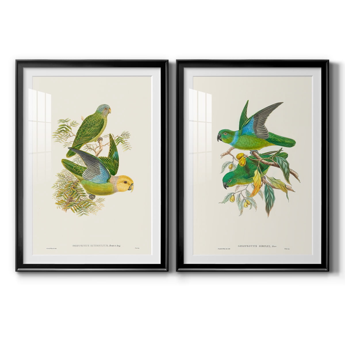 Wexford Home Lime & Cerulean Parrots I Premium Framed Print, 30.5" x 42.5" - Ready to Hang, Black (Set of 2)