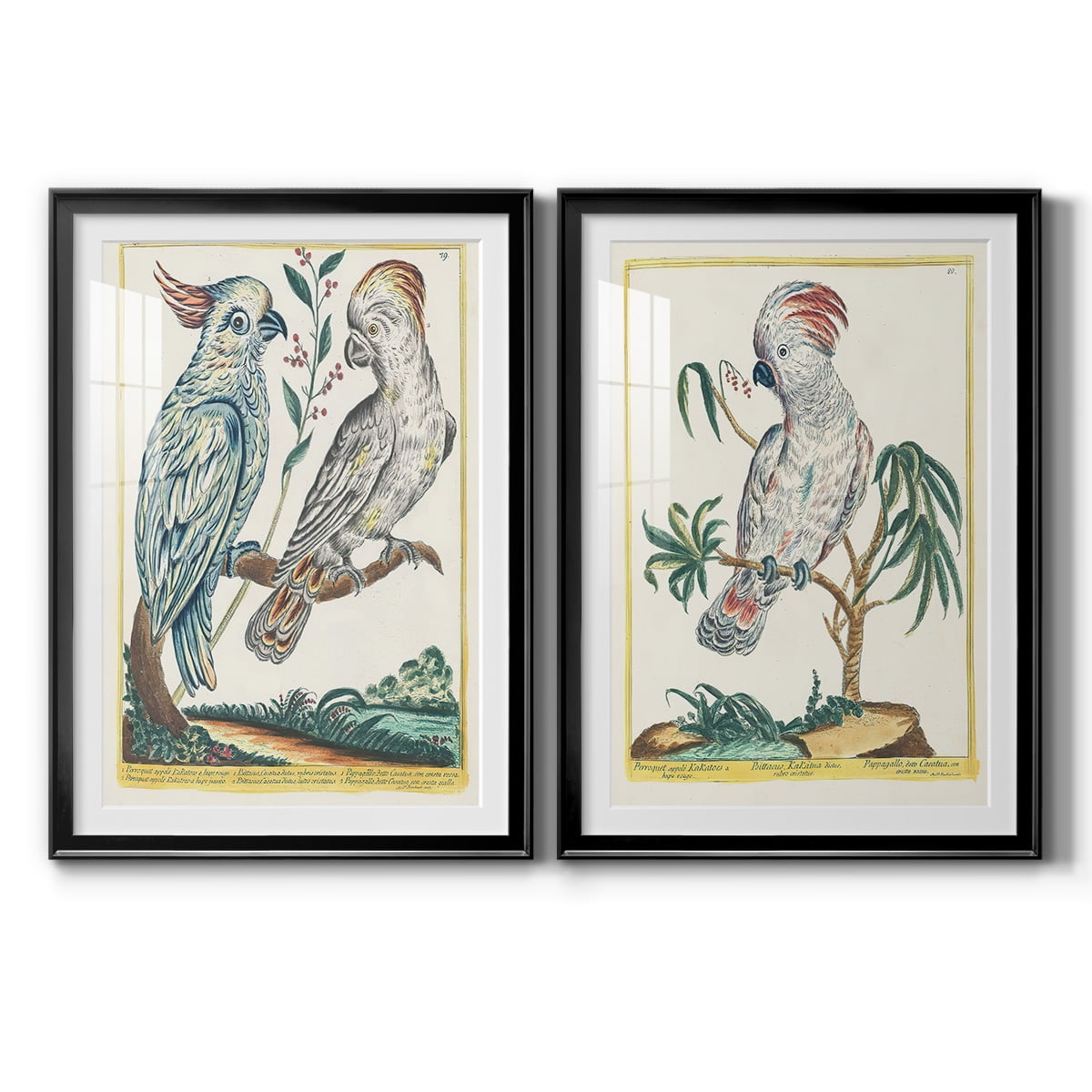 Wexford Home Pastel Birds I Premium Framed Print, 26.5" x 36.5" - Ready to Hang, Black (Set of 2)