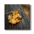 thumbnail image 1 of Wexford Home Snail's Pace-Premium Gallery Wrapped Canvas, 10" x 10" - Ready to Hang, 1 of 8