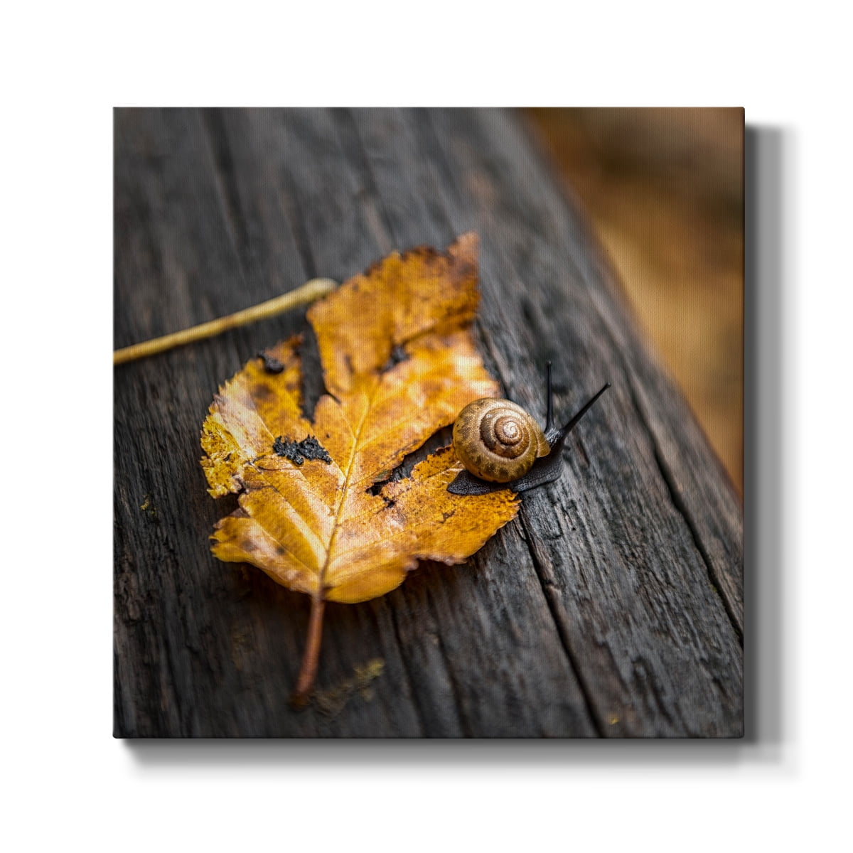 Wexford Home Snail's Pace-Premium Gallery Wrapped Canvas, 16" x 16" - Ready to Hang