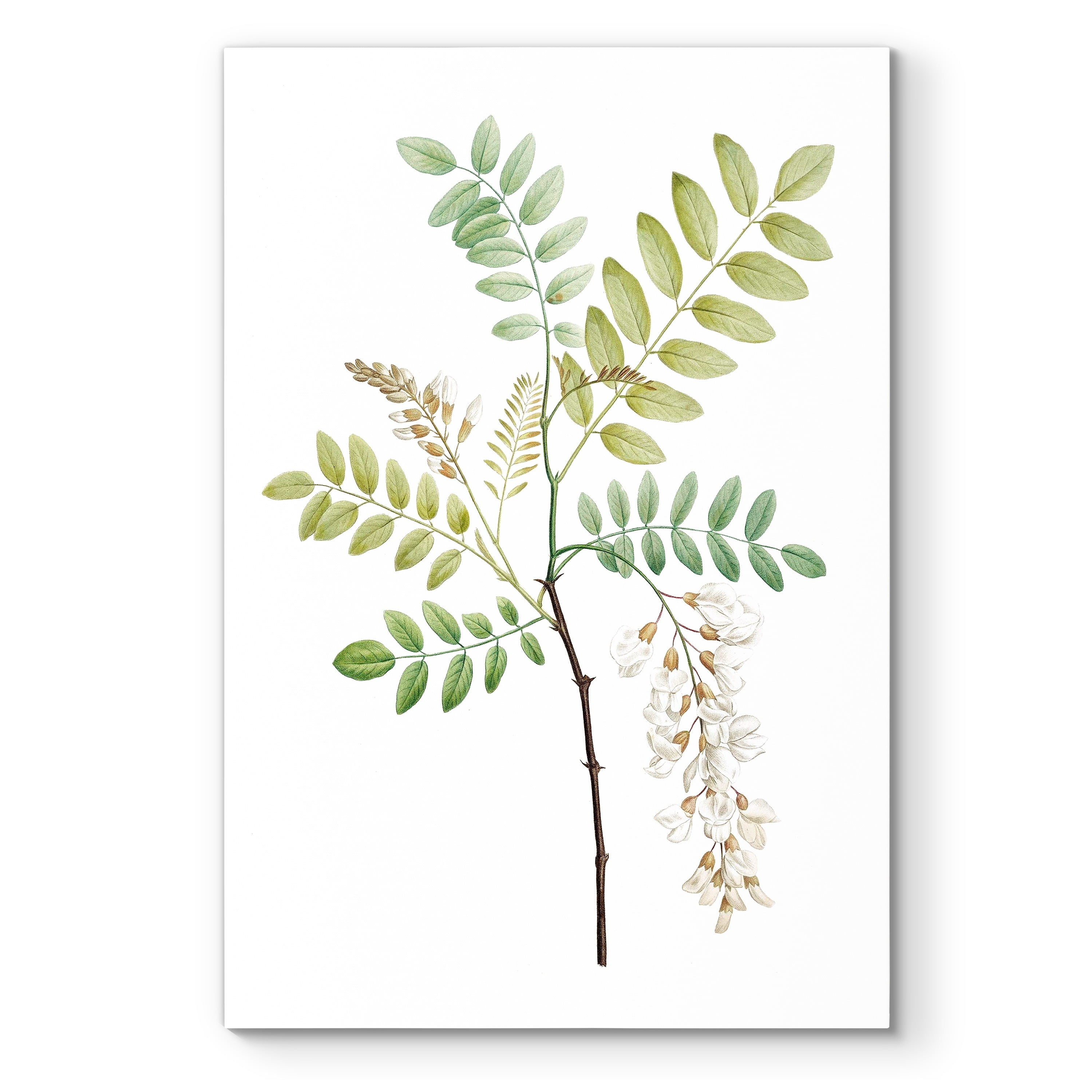 Soft Green Botanical Gallery Wrapped Canvas 12x18