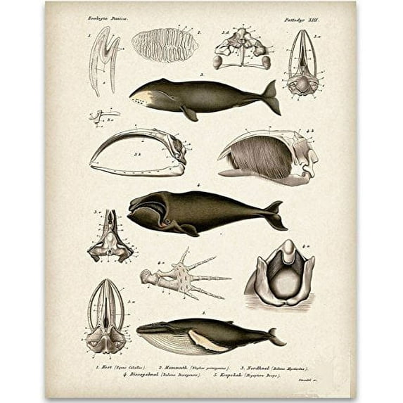 Whale Anatomy Art Print - 11x14 Unframed Art Print - Great Gift for Biologists or Nature Lovers
