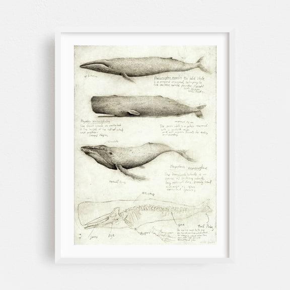 Whale Anatomy - Drawing Nature Vintage Ocean White Framed Wall Art Print 20 x 30 inches