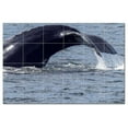thumbnail image 1 of Whale Ceramic Tile Mural Kitchen Backsplash Bathroom Shower, 403084-M64, 1 of 3