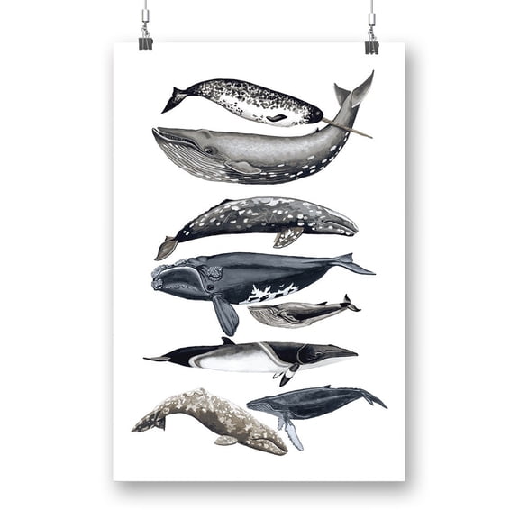 Whale Display Ii. Poster - Naomi McCavitt Designs,