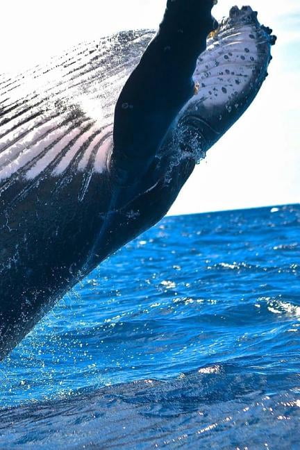 Whale Notebook (Paperback)