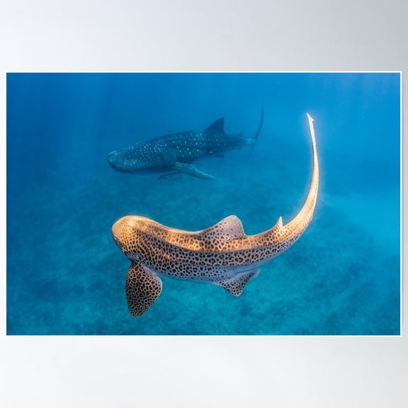 Whale Shark And Leopard Shark Poster Wall Art, Modern Wall Decor For Living Room Bedroom, 8x12 UNFRAMED