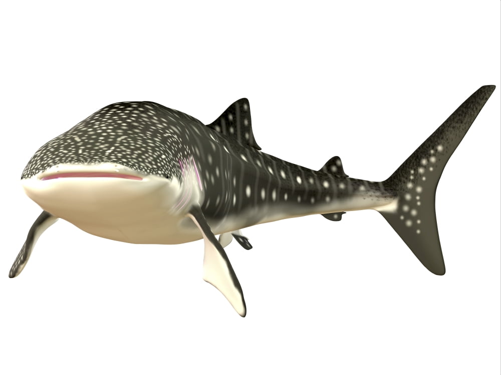 Whale Shark Canvas Art - Corey FordStocktrek Images (33 x 25)