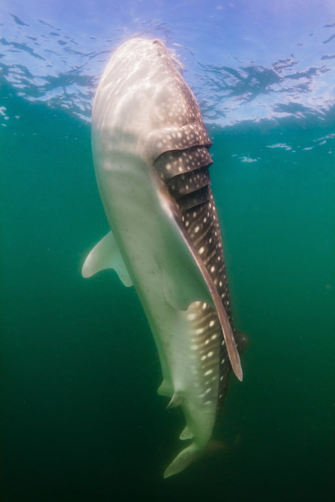 Whale Shark La Paz Mexico Canvas Art - Todd WinnerStocktrek Images (23 x 35)