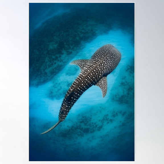 Whale Shark Poster Wall Art, Modern Wall Decor For Living Room Bedroom, 24x36 UNFRAMED