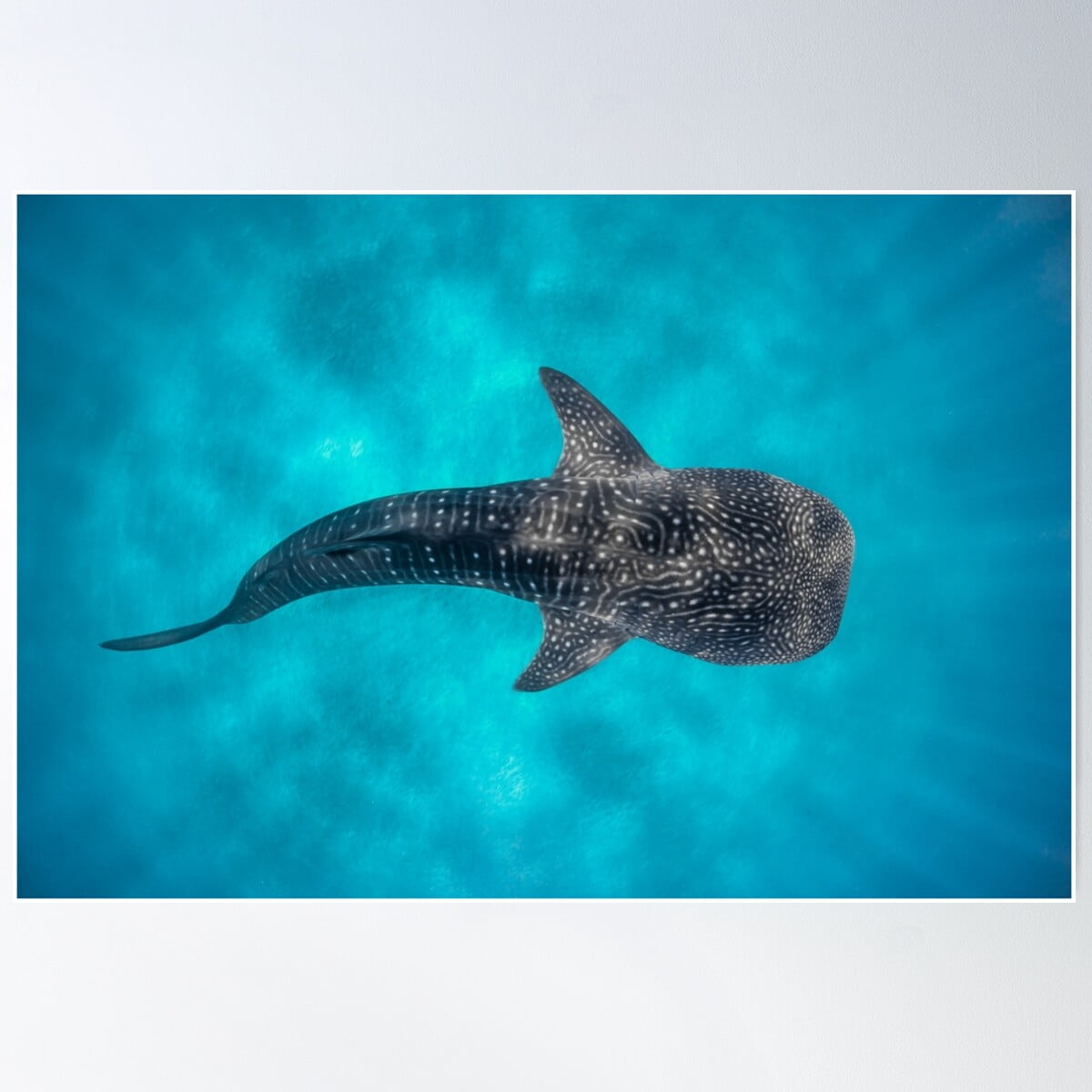 Whale Shark Poster Wall Art Modern Wall Decor For Living Room Bedroom whale-shark-poster-wall-art-modern-wall-decor-for-living-room-bedroom