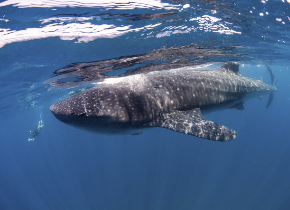 Whale Shark feeding off coast of Isla Mujeres Mexico Canvas Art - Karen DoodyStocktrek Images (17 x 12)